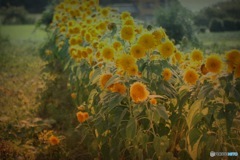 夏が過ぎゆく❶