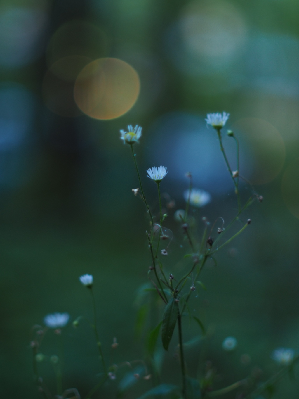 野の花