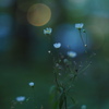 野の花