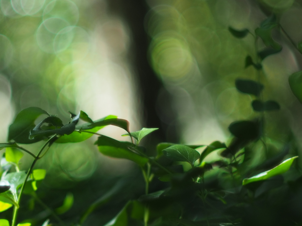 10月のgreen