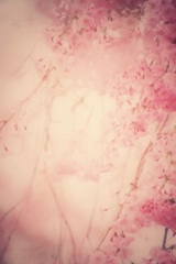 桜 memory ❶