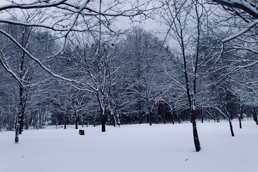 早朝の静かな雪の中で