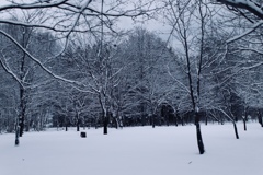 早朝の静かな雪の中で