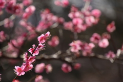 メジロさんに逢えず