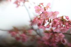 あなたと歩く春