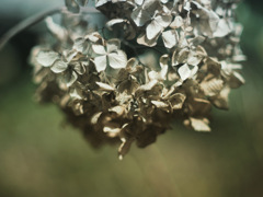 控えめなあなた