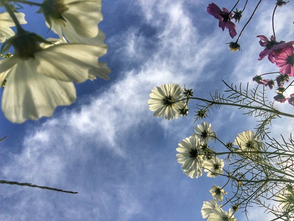 秋桜あそび　〜回想編〜