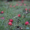 母と公園に