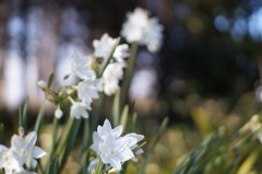 午後のひかり❺