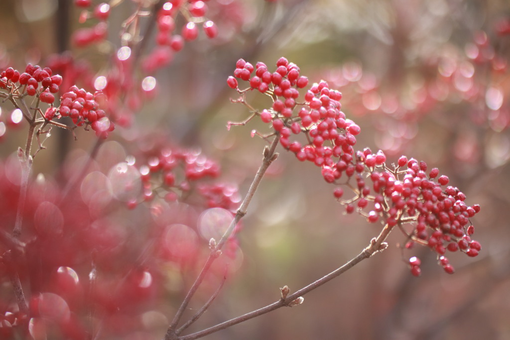 新年あけました！