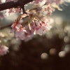 春の待ち合わせ