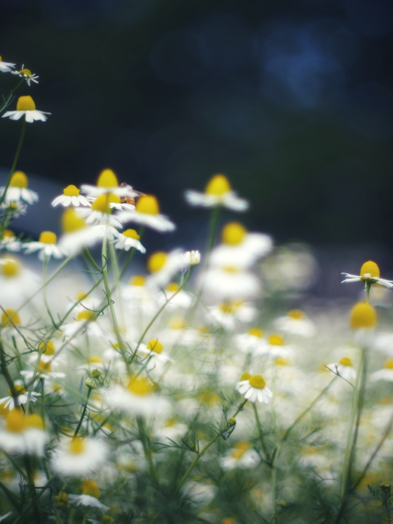 花言葉は 逆境に耐える By Moa Id 写真共有サイト Photohito