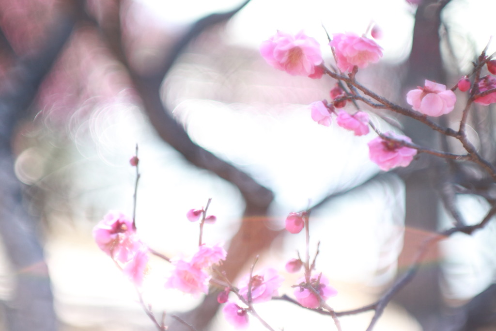 柔らかな陽射し