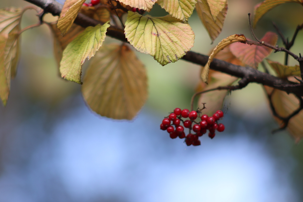 いざない 〜秋いろ②〜