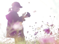 昼下がりの秋桜