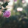 1月の薔薇