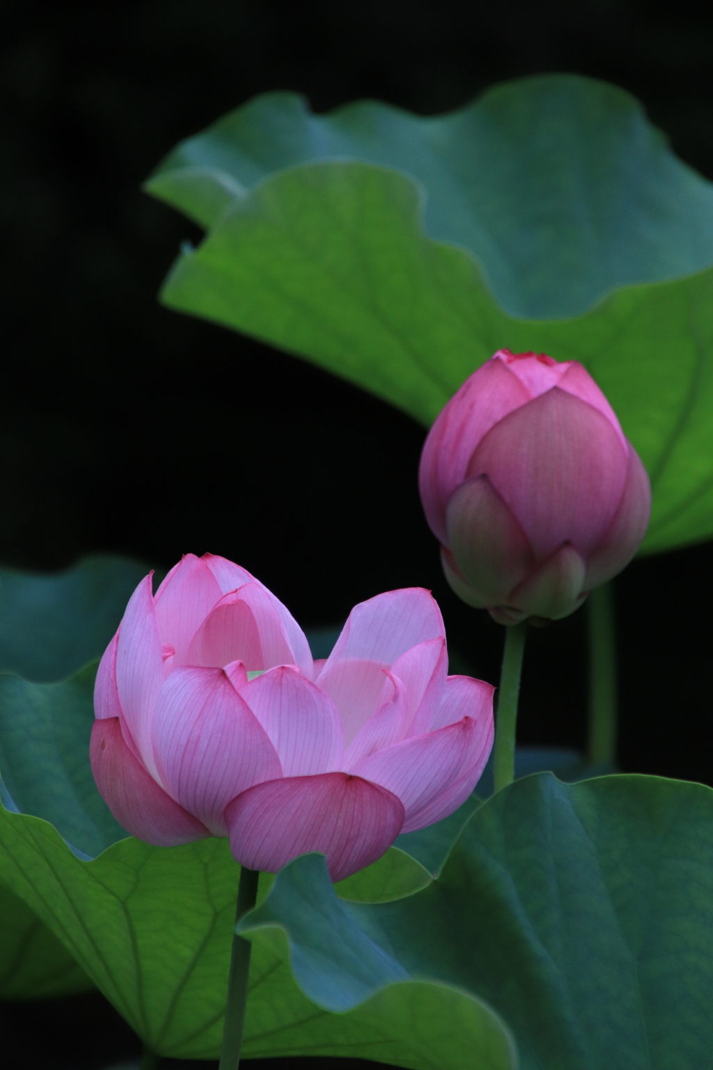 48C95262-067E-4F12-BC11-FA6B1777AE9E