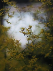 切なくなるような光