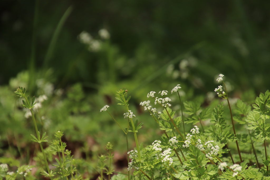 野の花