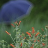 雨の日の。。。