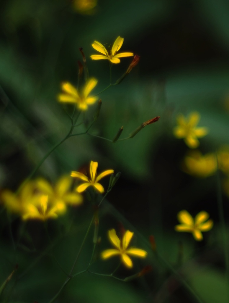 野の花に立ち止まり