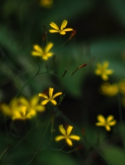 野の花に立ち止まり