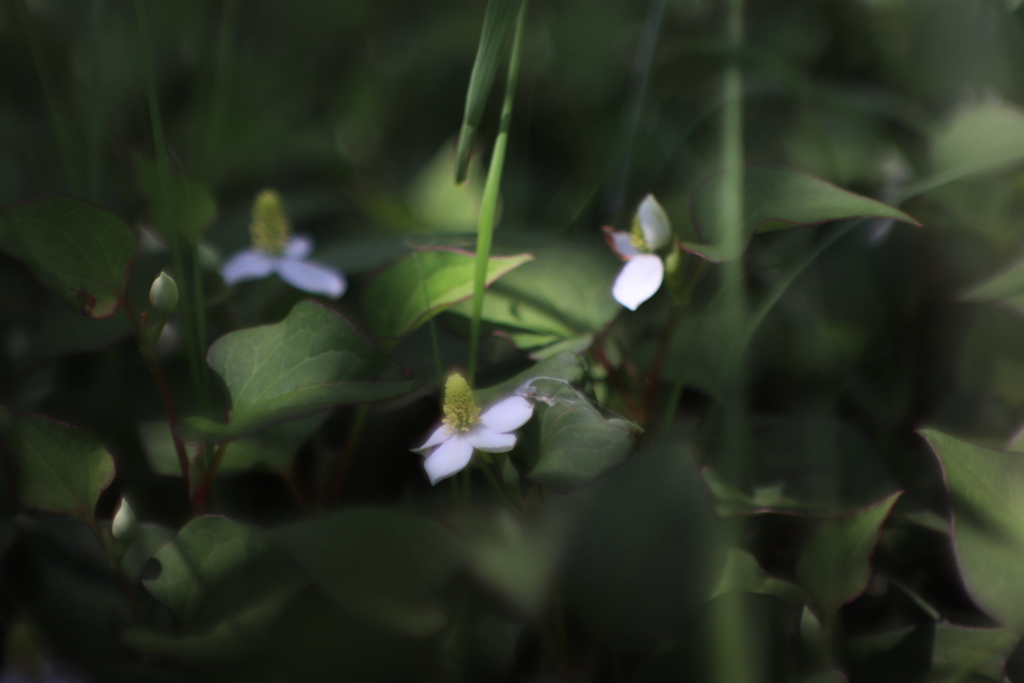 E61072CC-A526-4D2A-8CB1-17777E71DFAD