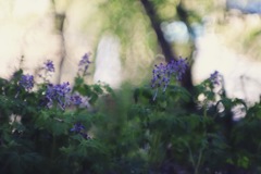 また 逢えますか