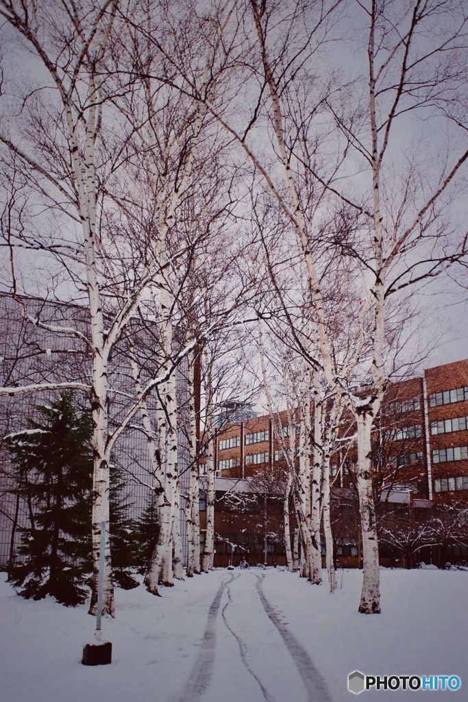 雪の北大 1