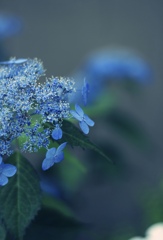 いつかの青に魅かれて