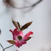 春の風
