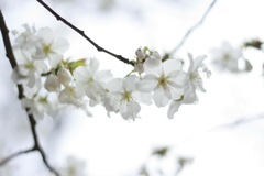 花びら  