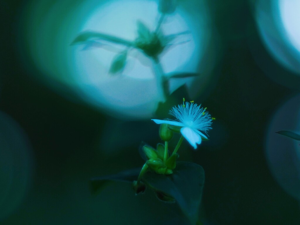 常盤ツユクサ
