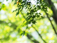 静かな森の中へ