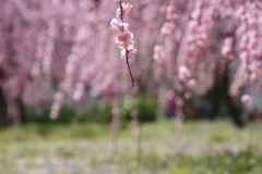 穏やかな風