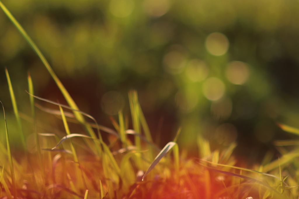 ここに　秋のひかり