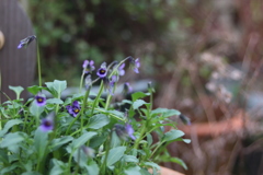 micro viola 