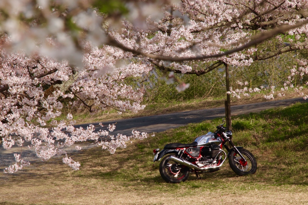 桜前線 追いかけて