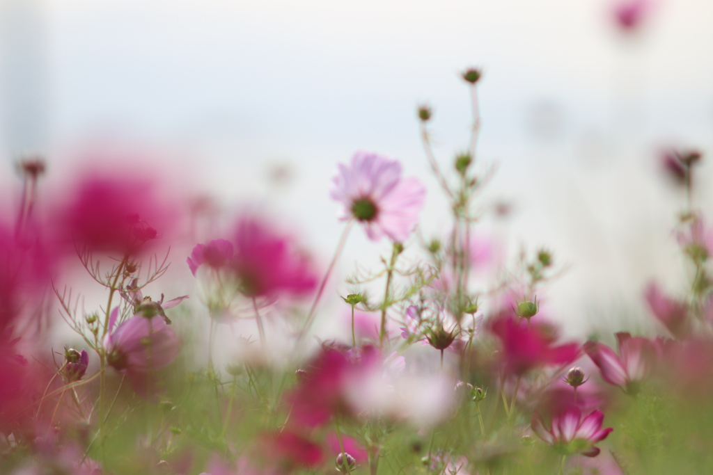 ここに　小さな秋