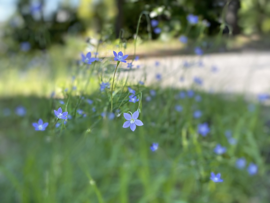 野の花の視線