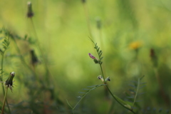 野の花 ❶