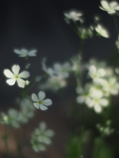 ここに居るから