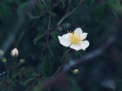 湿原に咲く花(ミヤコイバラ)