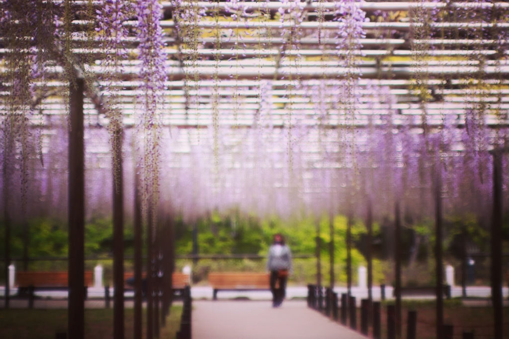 パープルシャワー✨