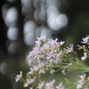 夕方の森