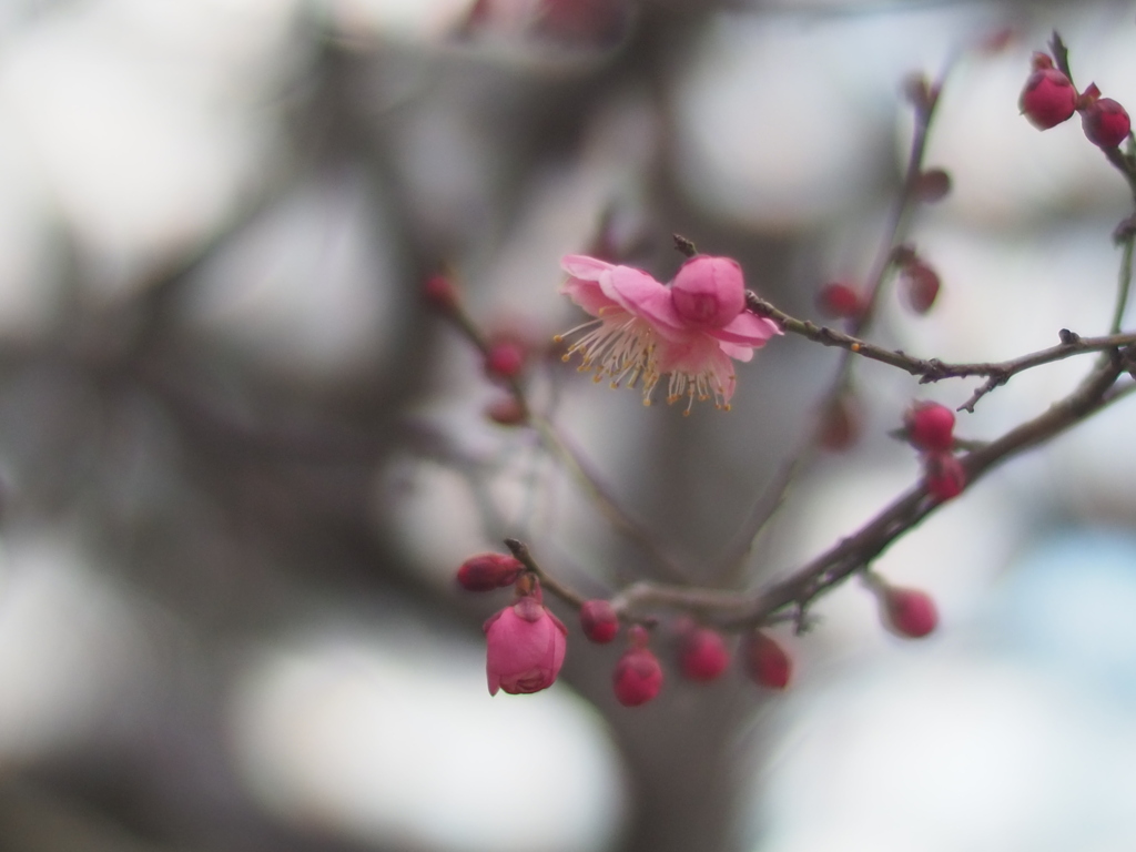 蕾のままで