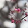 蕾のままで