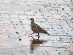 雨を楽しむキジバト