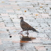 雨を楽しむキジバト