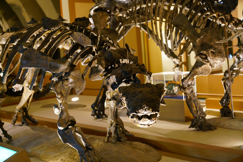 Dinosaur fossils　1